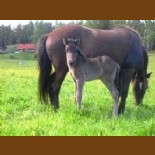 loki webb2 loki webb2