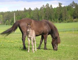 Bild frestllande: mjolner2dgr webb